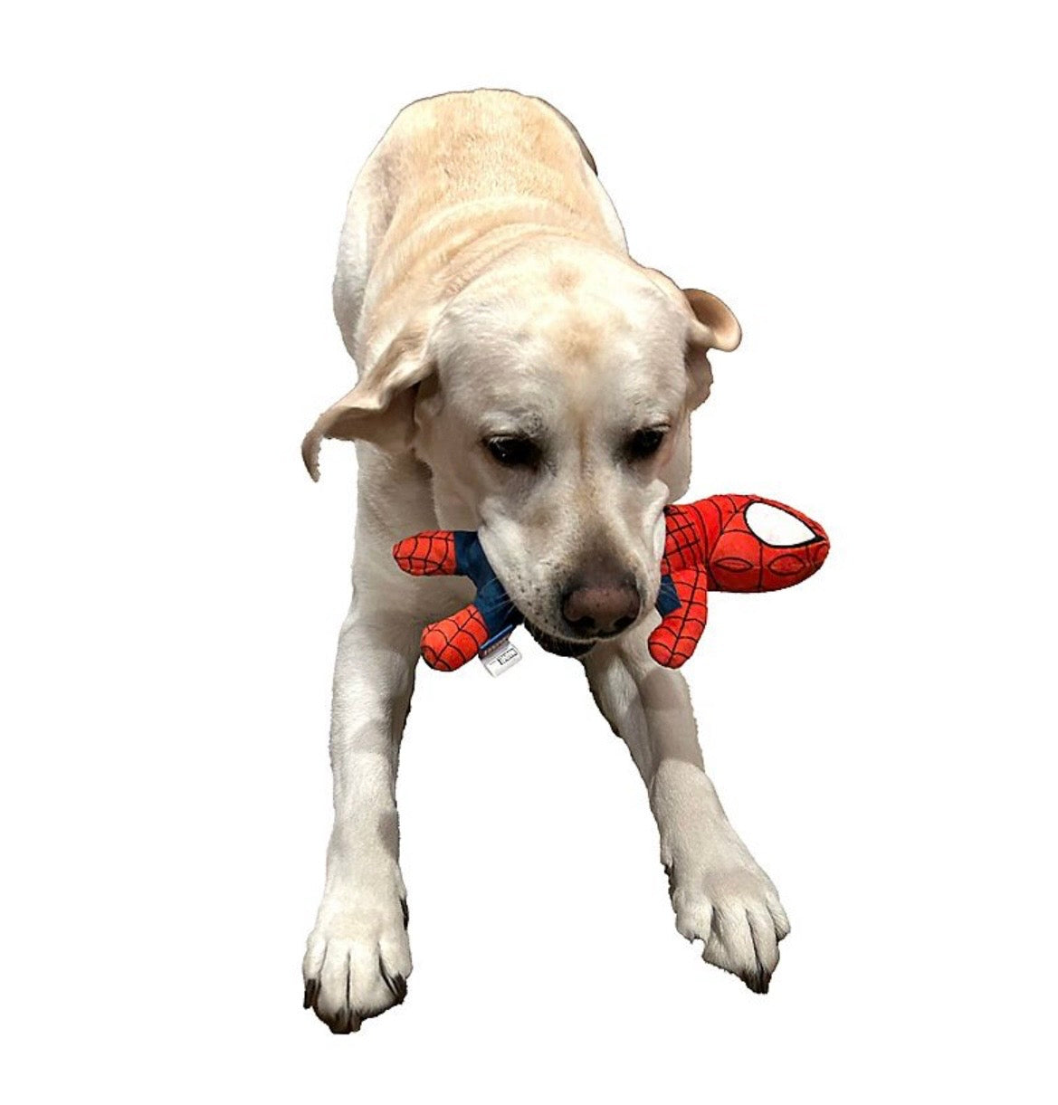 Marvel Spiderman Rope Dog Toy